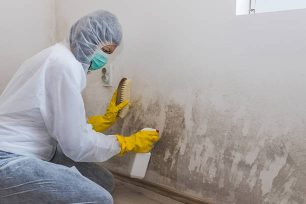 Best Residential Mold Removal  in Schler Park, IL