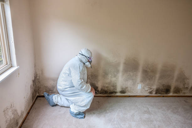 Best Office Mold Removal Services  in Schler Park, IL
